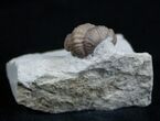 Small Paciphacops Trilobite From Oklahoma #1875-1